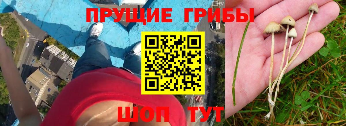 Ишимбай  Псилоцибиновые грибы MAGIC MUSHROOMS  Псилоцибиновые грибы Magic Shrooms  Вход с VPN 